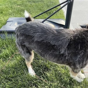 Terrible grooming job.