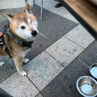 Dog meal + satisfied customer