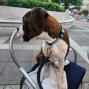 Miss Lucy Goosey Bradford Velour