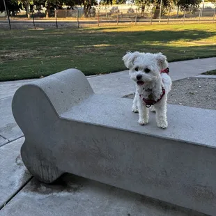 BarkleyVille Dog Park