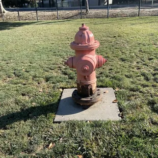 I love it that the dogs have their own fire hydrant .. I think it's a working fire hydrant