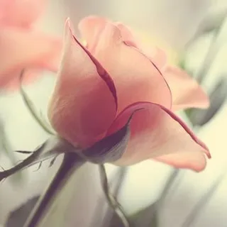 Nisa L.