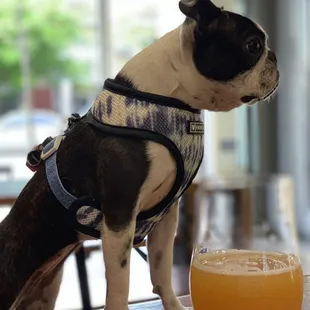 a dog sitting at a table with a glass of beer