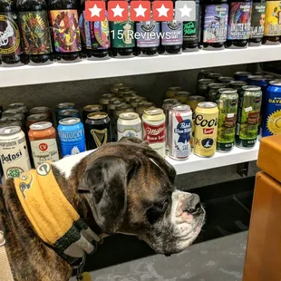 You can peruse all the beer like this adorable doggo here