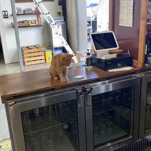 One of the barn cats on the counter.