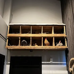 Chickens in the bathroom