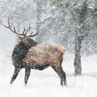 This is a bull Elk. If he tells you I sent him for ice cream, he's telling the truth.