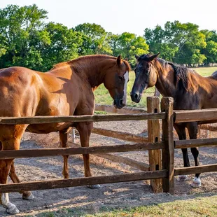 Our horses - Cherry and Dublin