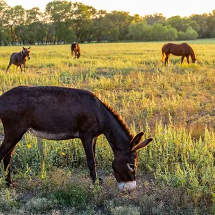 Our cute donkeys and horses grazing in the pasture.