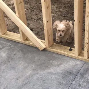 My dog checking out progress!
