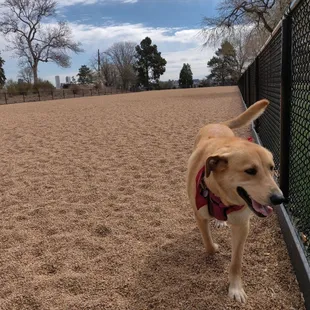 Lulu cruising around the dog park