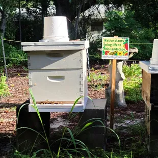 Working bee (honey bees) hive