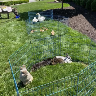 Some of the smaller petting zoo animals