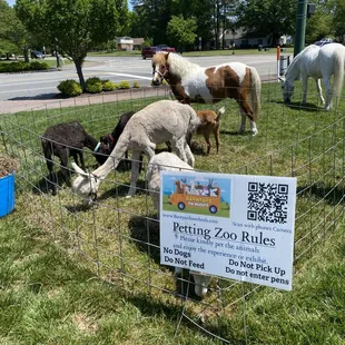 More petting zoo - animal encounters experience