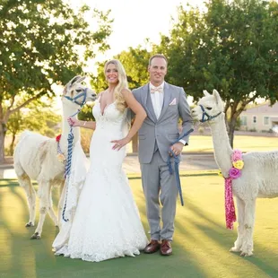 Alpaca &amp; Llama Rentals for special appearances. Attending birthday parties, weddings, school visits, photography sessions, Ev...