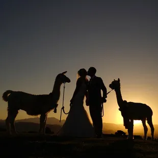 Alpaca &amp; Llama Rentals for special appearances. Attending birthday parties, weddings, school visits, photography sessions, Ev...