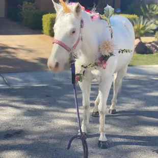 Unicorn Rentals for special appearances. Attending birthday parties, weddings, school visits, photography sessions, Event ent...