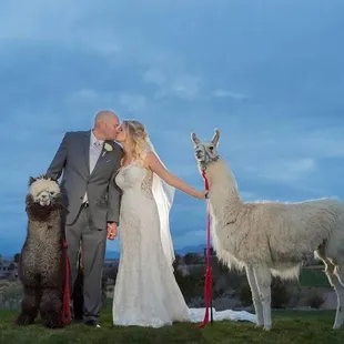 Alpaca &amp; Llama Rentals for special appearances. Attending birthday parties, weddings, school visits, photography sessions, Ev...