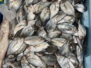 Green Fish Seafood Market