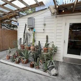 As you walk from the sidewalk to the back,     Bamboo and dappled light invite a cactus garden, informally greet you with a sigh.