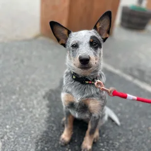 Two pups hanging out on the patio