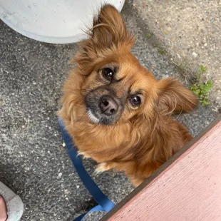 Two pups hanging out on the patio