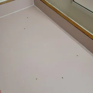 Live insects
