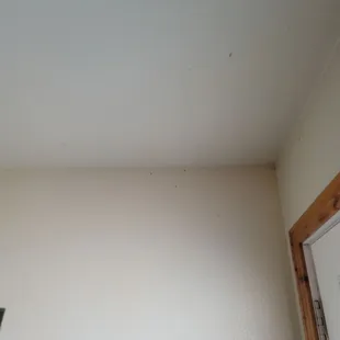 Bugs