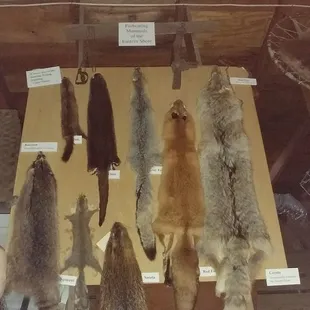 These are skins from some of the fur bearing mammals on the Eastern Shore.  Photo taken October 17, 2017.