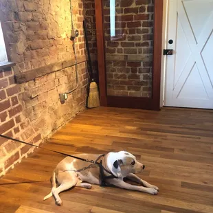 Our dog Sydney chilling in the outdoor kitchen
