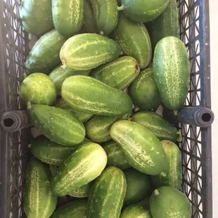 Organic &amp; local cucumbers ready for the brine