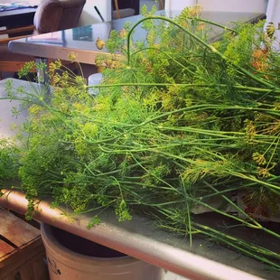 Fresh local crown dill