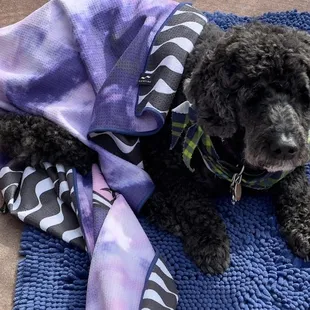 a poodle wrapped in a blanket
