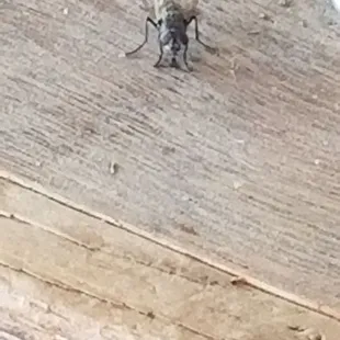 Make dozens of new friends during your visit