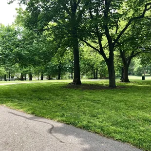 Lots of trees!