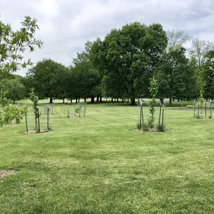 Orchard