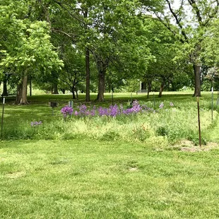 Flower garden