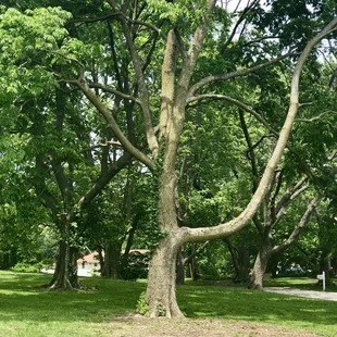 Loved this unique tree...