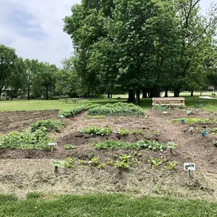 Community Vegetable Garden