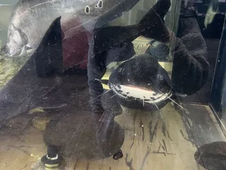 Direct Discount Point S Tires