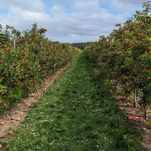 an apple orchard