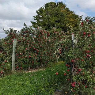 an apple orchard