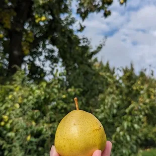 Pears!