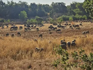 North Laguna Creek Park