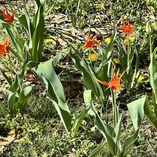 Tulips at the Bartlett Arboretum