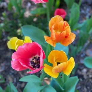Flowers