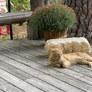 One of the friendly cats that live here (they are put up for events).