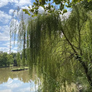 &quot;I saw a weeping willow crying in its pillow&quot; per Patsy.
