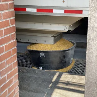 Corn getting dropped off