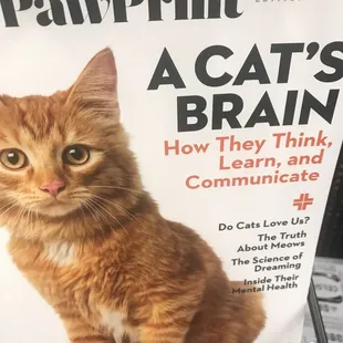  a cat on the cover of a magazine